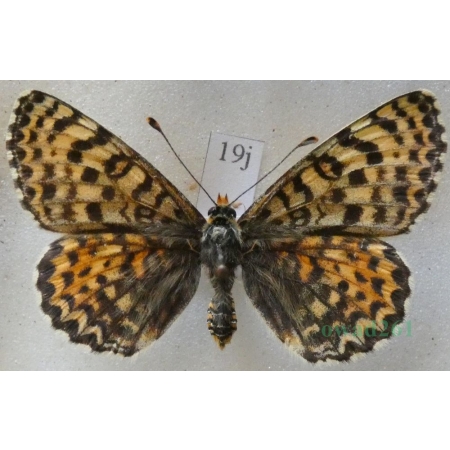 Melitaea didyma (Esper, 1778) female Przeplatka didyma Czech19j